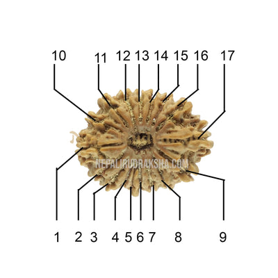 17 Mukhi (Regular) Rudraksha