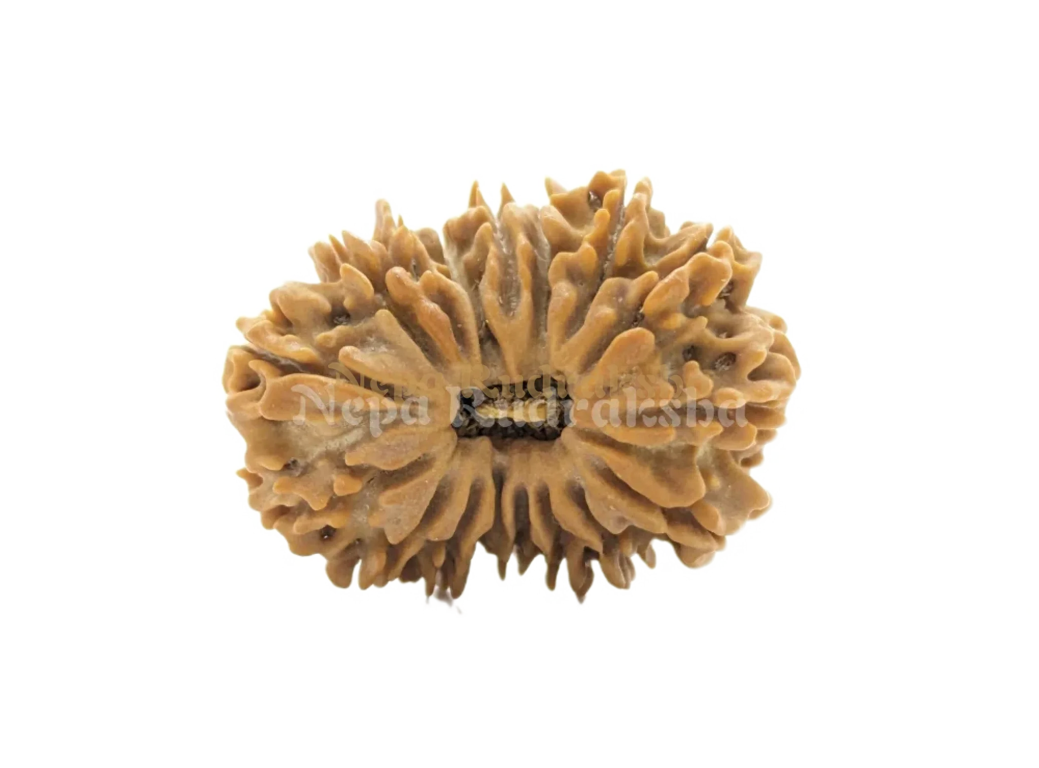 17 Mukhi (Regular) Rudraksha