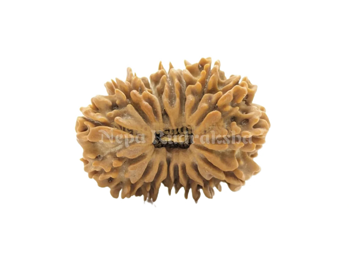 17 Mukhi (Regular) Rudraksha