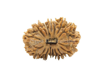 17 Mukhi (Regular) Rudraksha