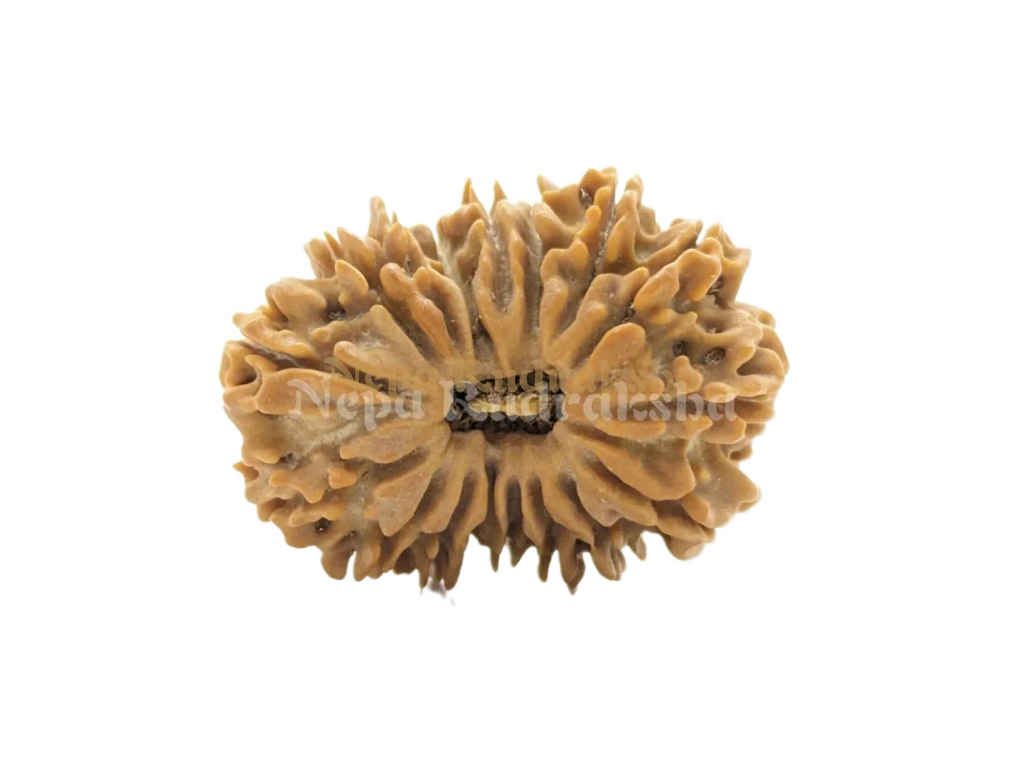 17 Mukhi Rudraksha Front Face