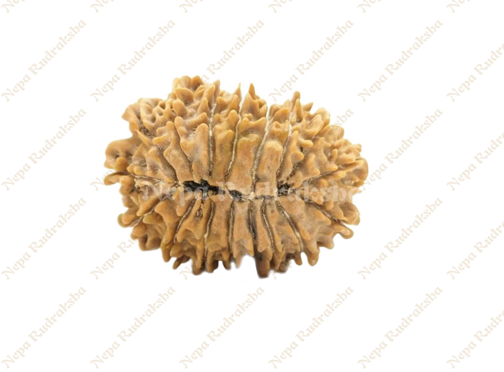 17 Mukhi Rudraksha Back Face