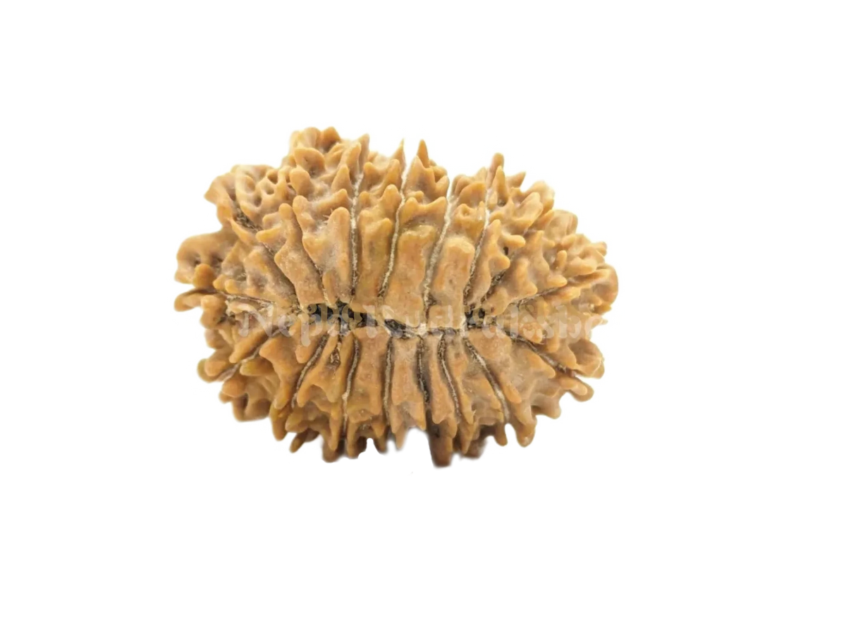 17 Mukhi (Regular) Rudraksha