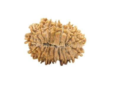17 Mukhi (Regular) Rudraksha