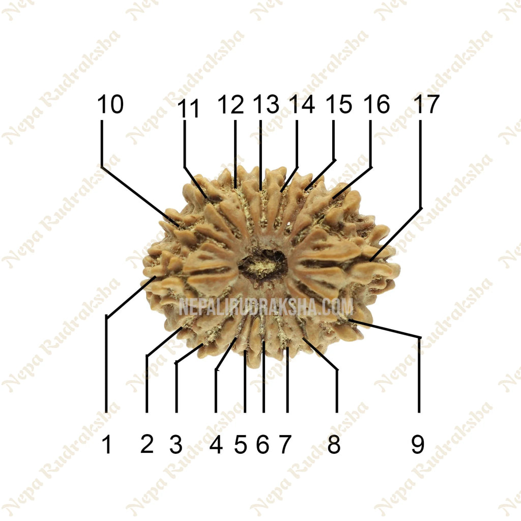 17 Mukhi Rudraksha Face Count