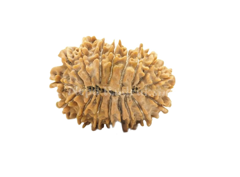 17 Mukhi Rudraksha Back Face