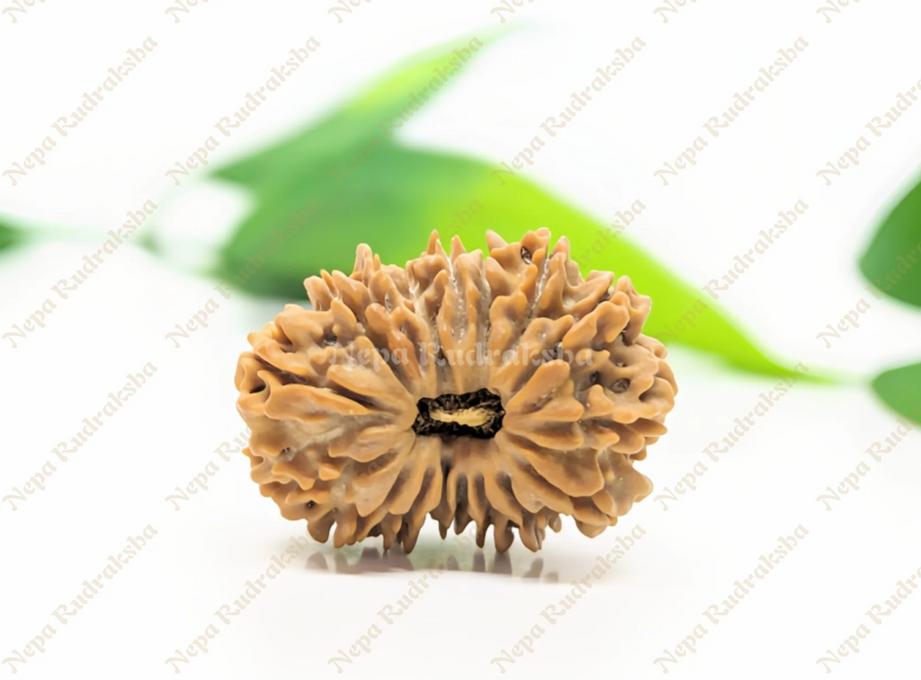 17 Mukhi Rudraksha