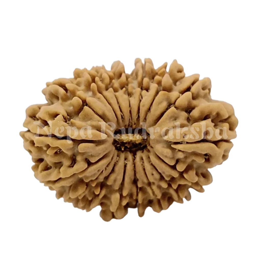 17 Mukhi Rudraksha 31Mm 2116