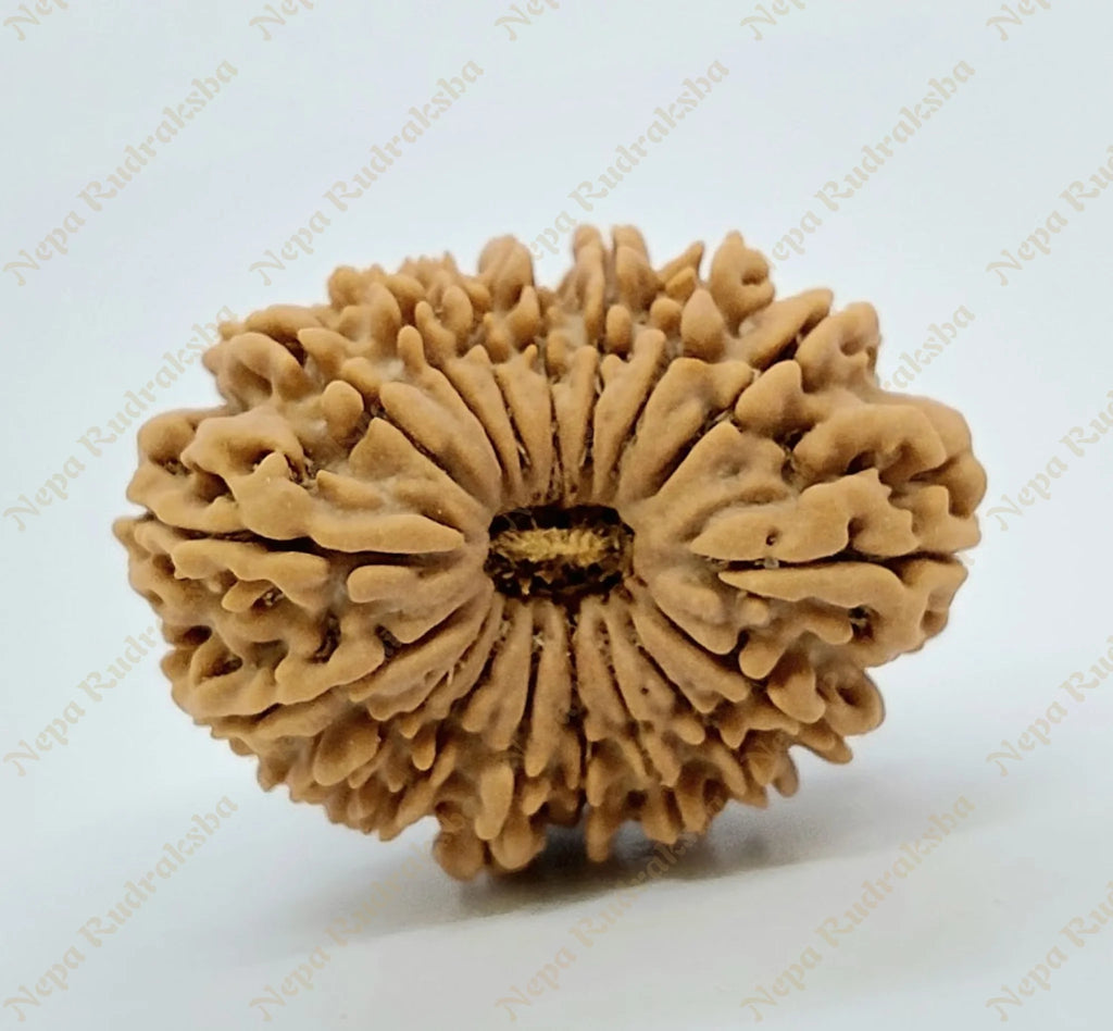 17 Mukhi Rudraksha 31Mm 2116