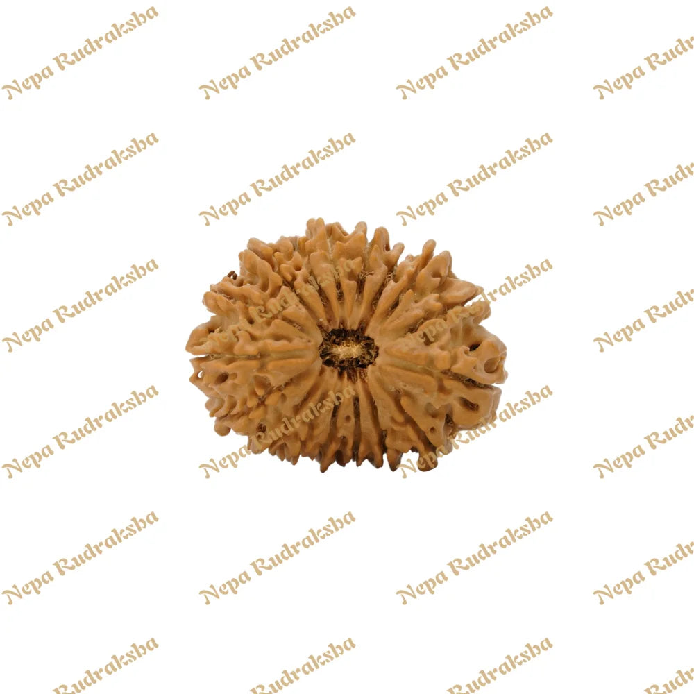 17 Mukhi Rudraksha 32.54mm