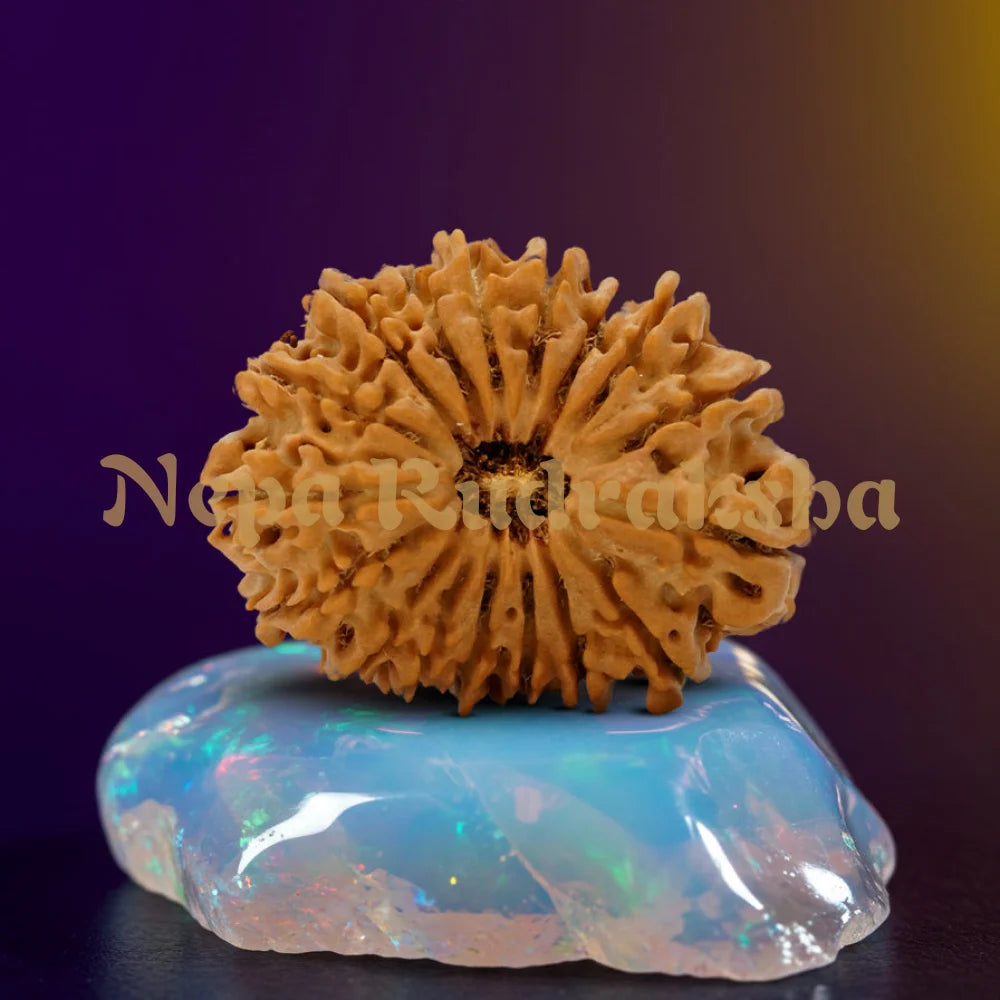 17 Mukhi Rudraksha 32.54mm