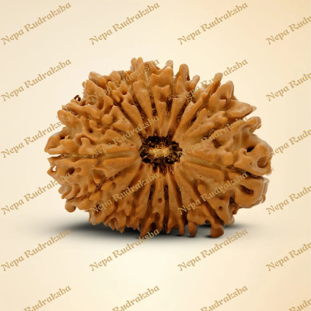 17 Mukhi Rudraksha 32.54mm