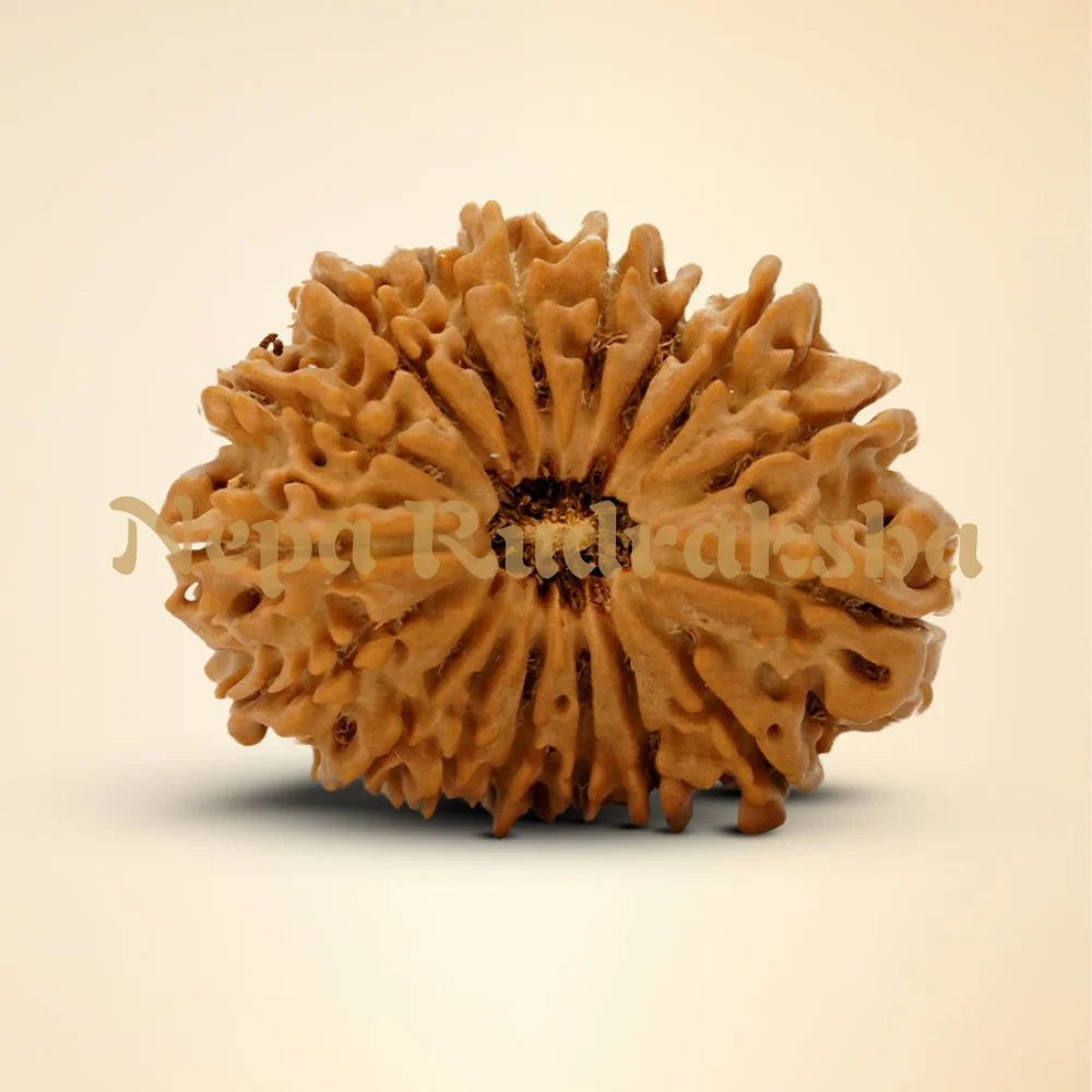 17 Mukhi Rudraksha 32.54mm