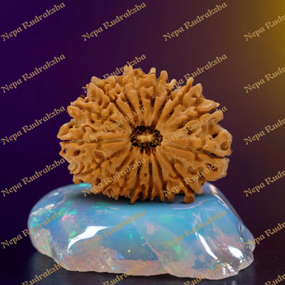 17 Mukhi Rudraksha 32.54mm
