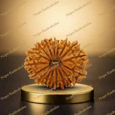 17 Mukhi Rudraksha 34.44mm