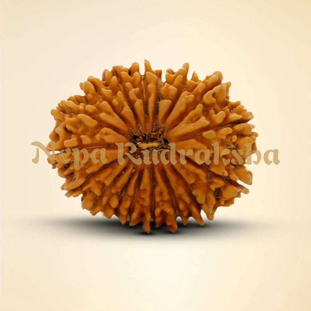 17 Mukhi Rudraksha 34.44mm
