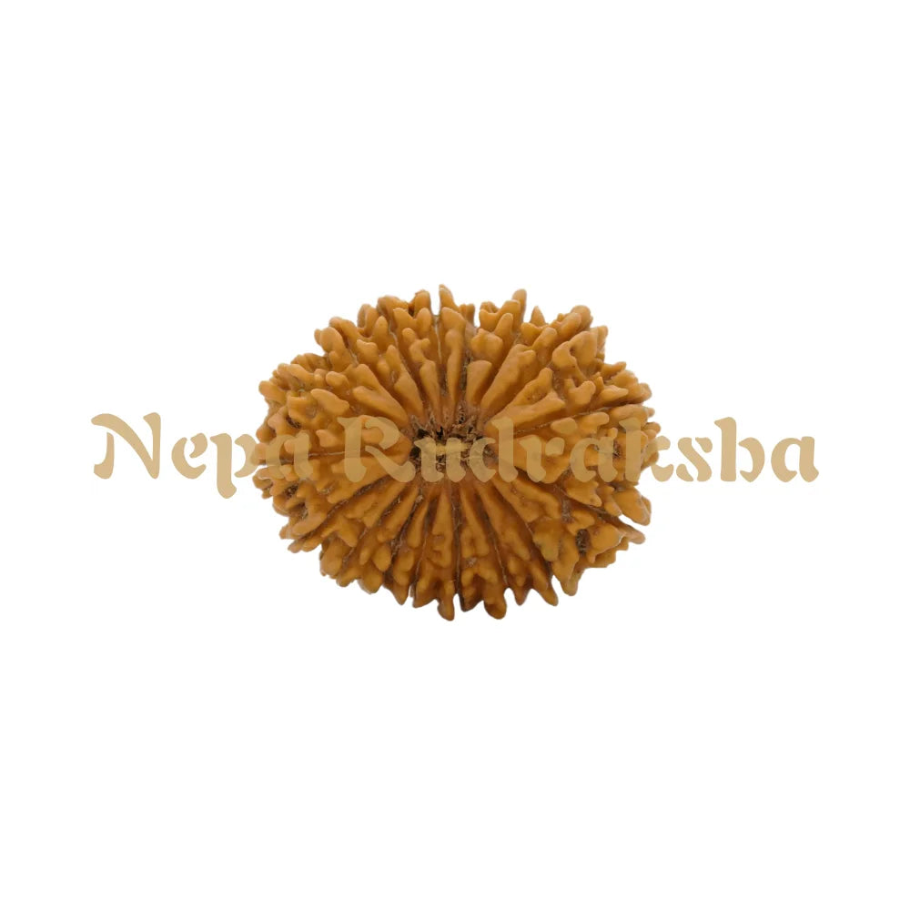 17 Mukhi Rudraksha 34.44Mm 5983