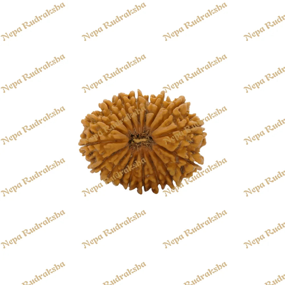 17 Mukhi Rudraksha 34.44mm