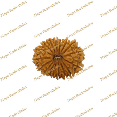 17 Mukhi Rudraksha 34.44mm