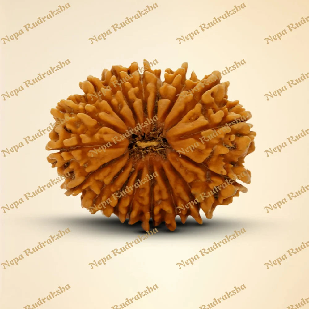 17 Mukhi Rudraksha 34.44mm