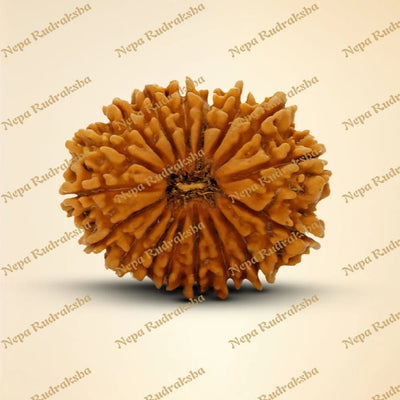 17 Mukhi Rudraksha 34.44mm