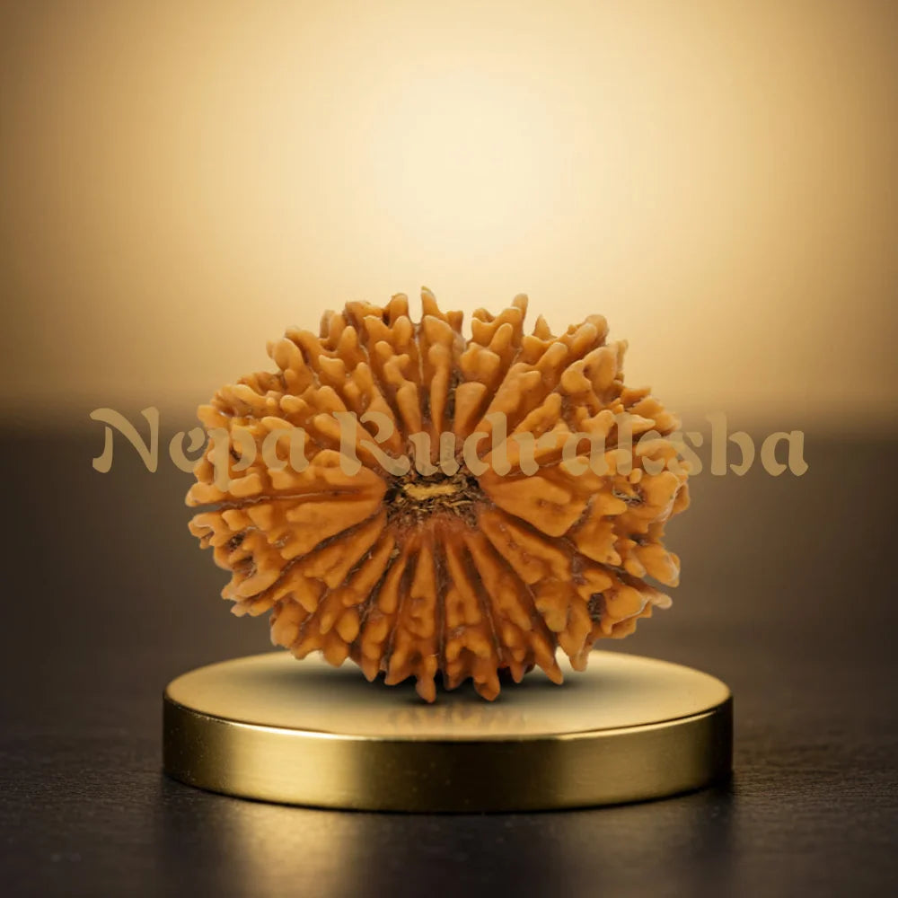 17 Mukhi Rudraksha 34.44mm