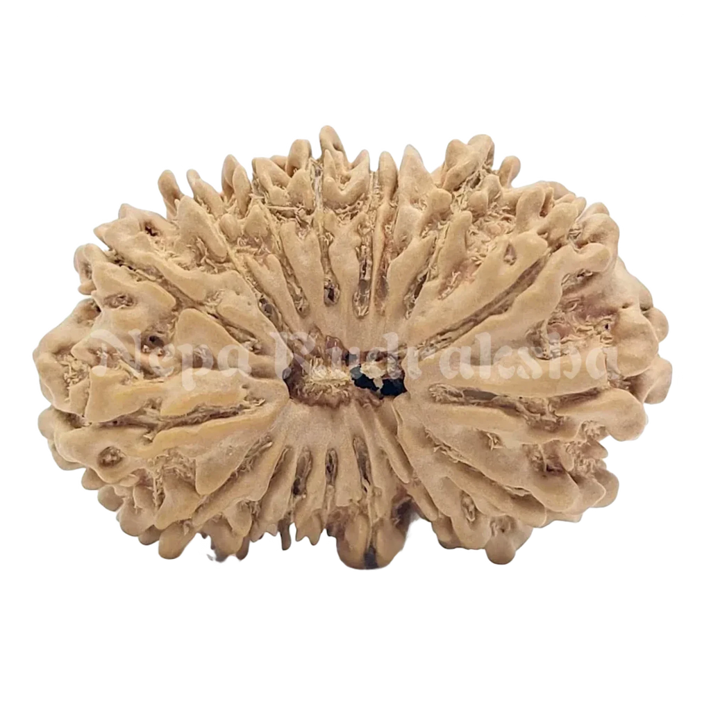 Nepali-17-Mukhi-rudraksha-front-face