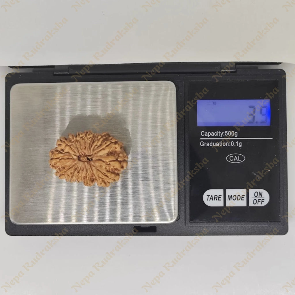 Nepali-17-Mukhi-rudraksha-weight-measure