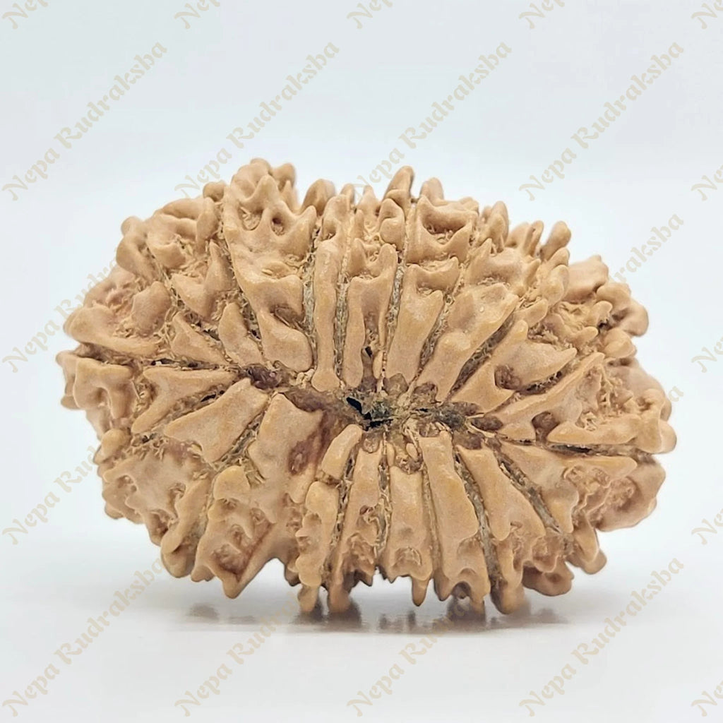 Nepali-17-Mukhi-rudraksha-back-face