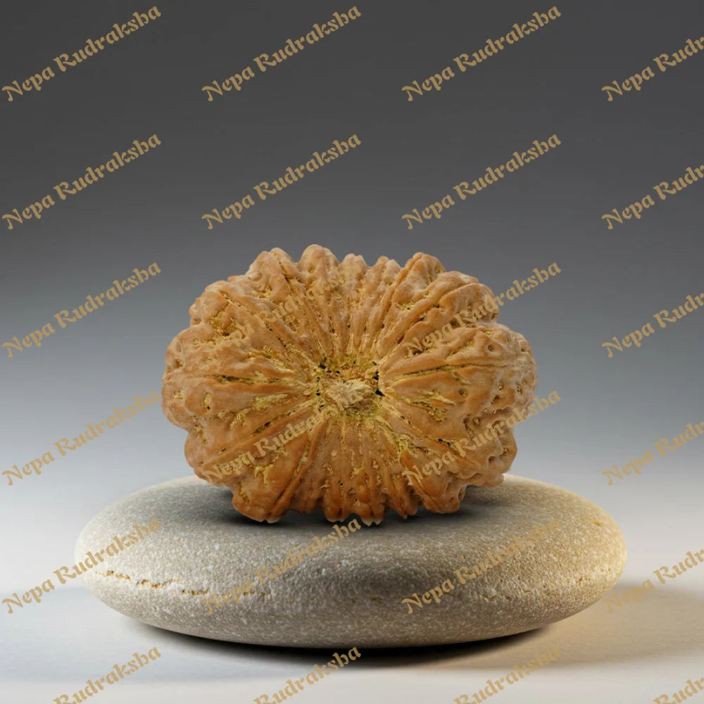 17 Mukhi Rudraksha 35.81mm