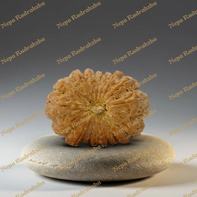 17 Mukhi Rudraksha 35.81mm