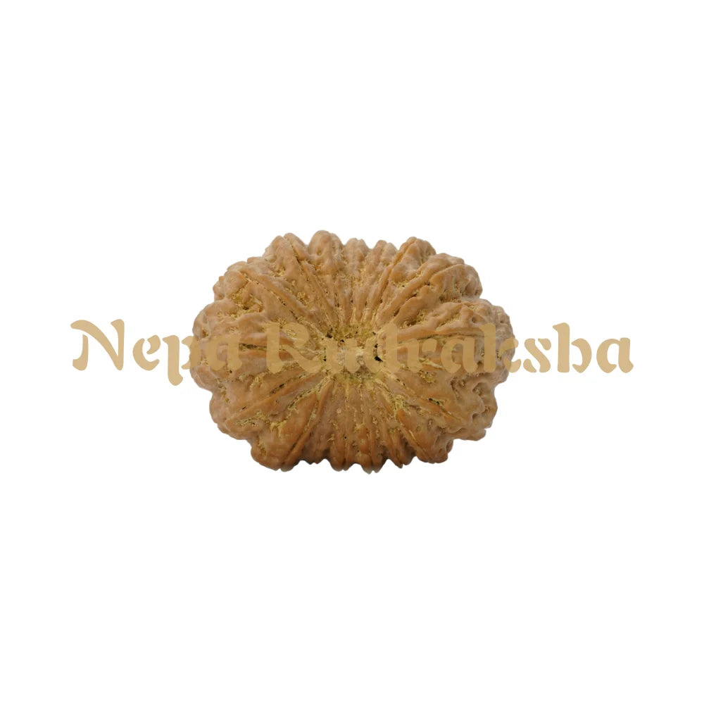 17 Mukhi Rudraksha 35.81Mm 6989