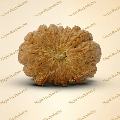 17 Mukhi Rudraksha 35.81mm