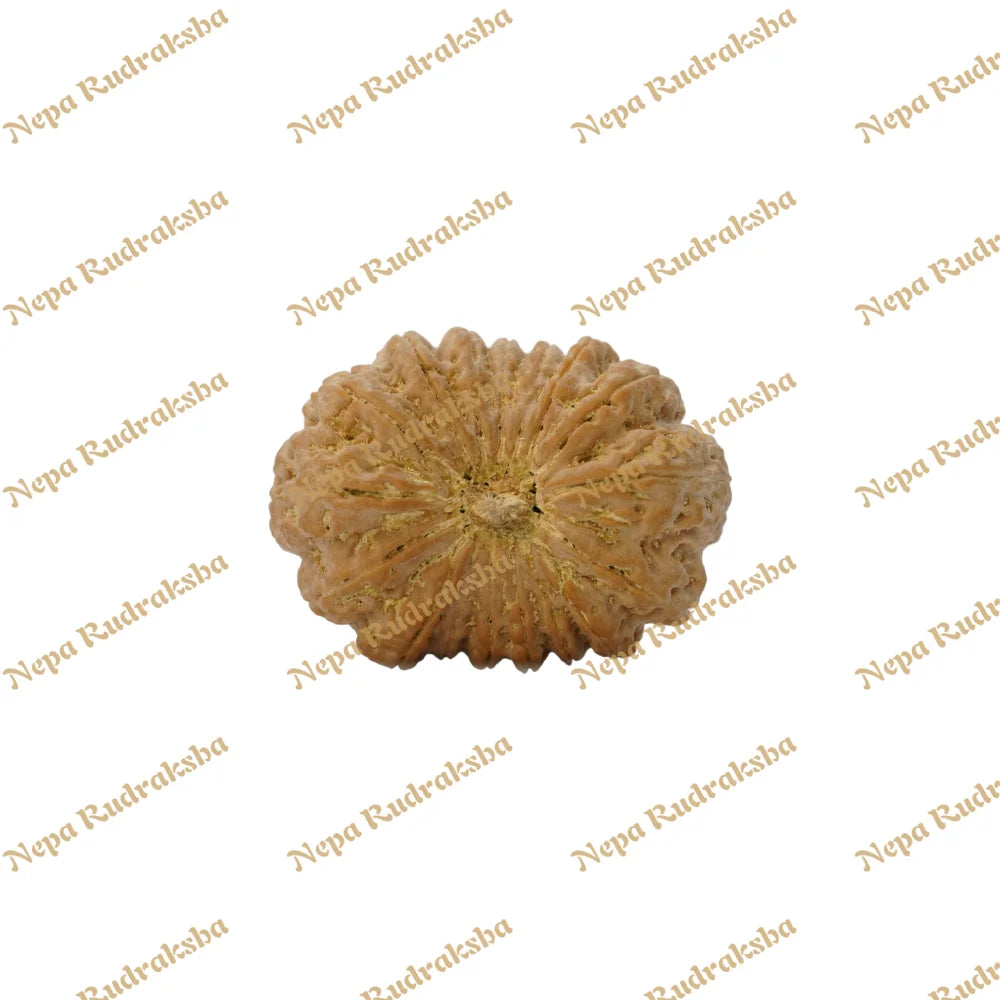 17 Mukhi Rudraksha 35.81mm
