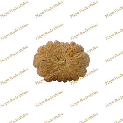 17 Mukhi Rudraksha 35.81mm