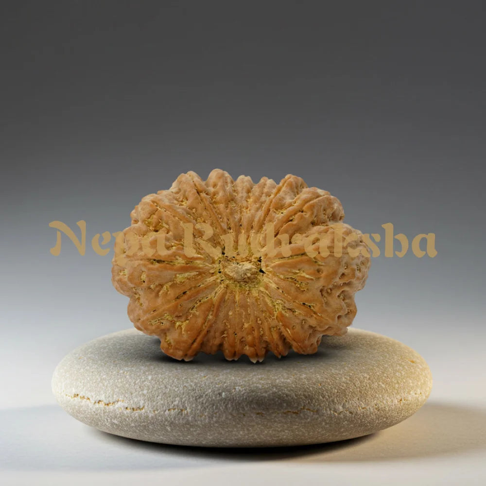 17 Mukhi Rudraksha 35.81mm