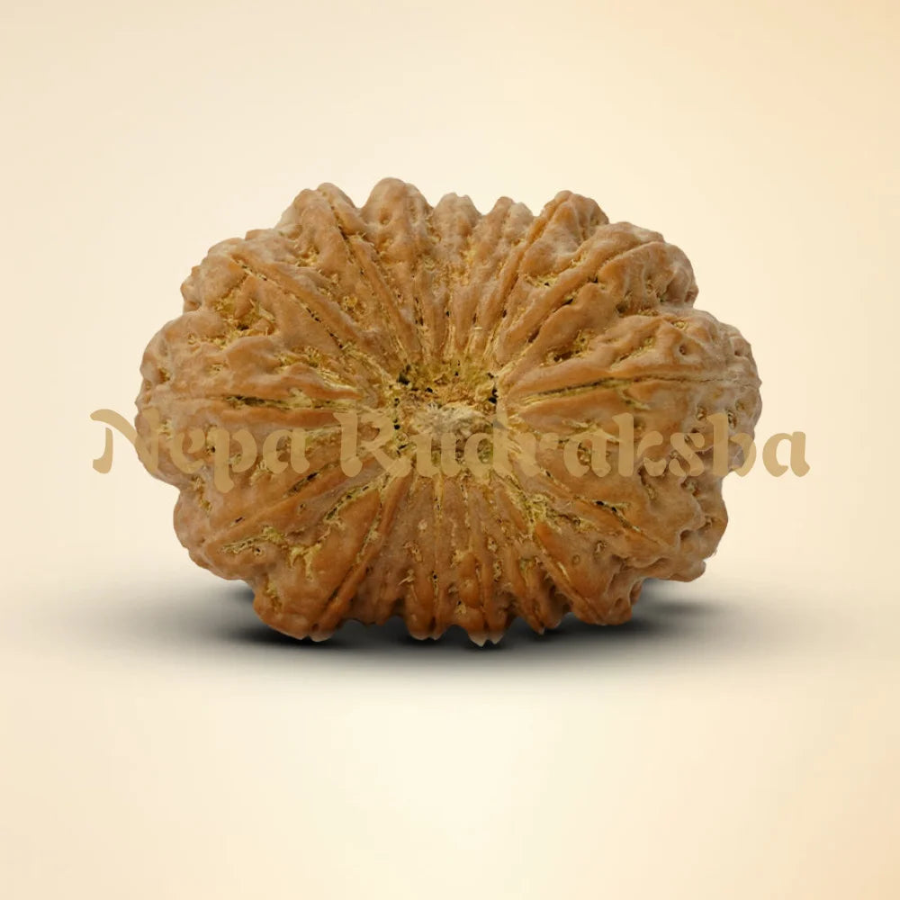 17 Mukhi Rudraksha 35.81mm
