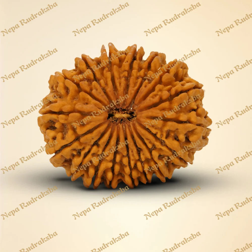 17 Mukhi Rudraksha 36.22mm