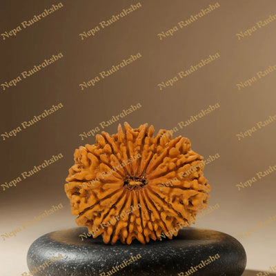 17 Mukhi Rudraksha 36.22mm