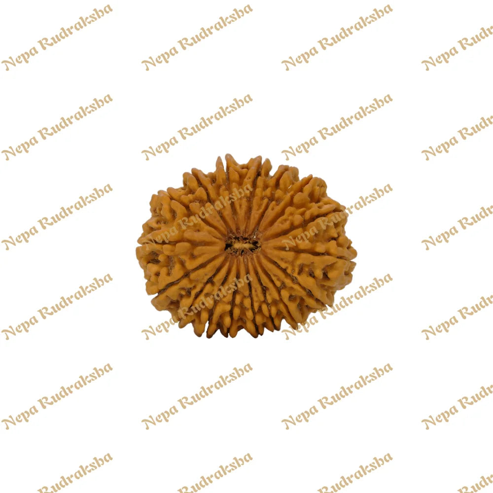 17 Mukhi Rudraksha 36.22mm