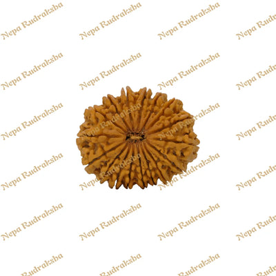 17 Mukhi Rudraksha 36.22mm