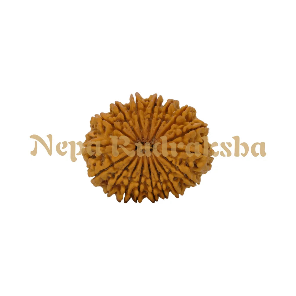 17 Mukhi Rudraksha 36.22Mm 5988