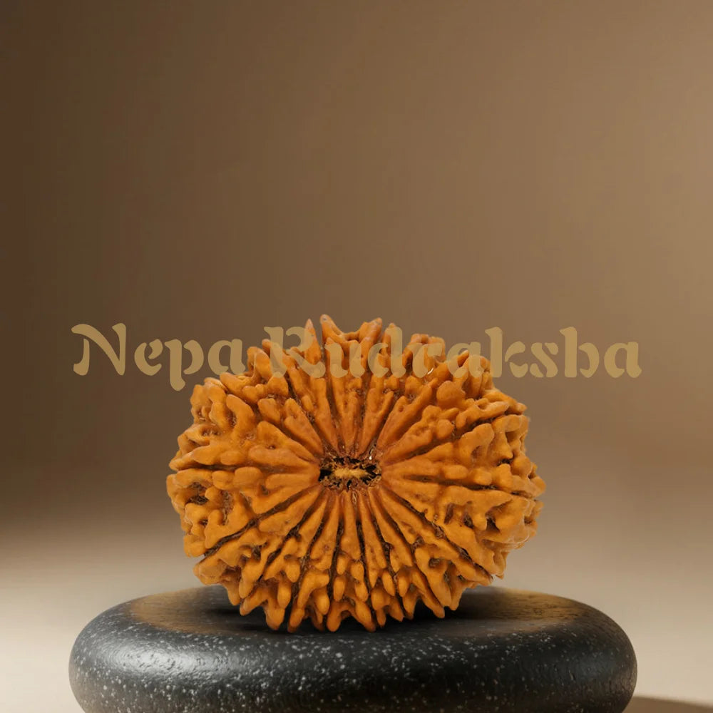 17 Mukhi Rudraksha 36.22mm