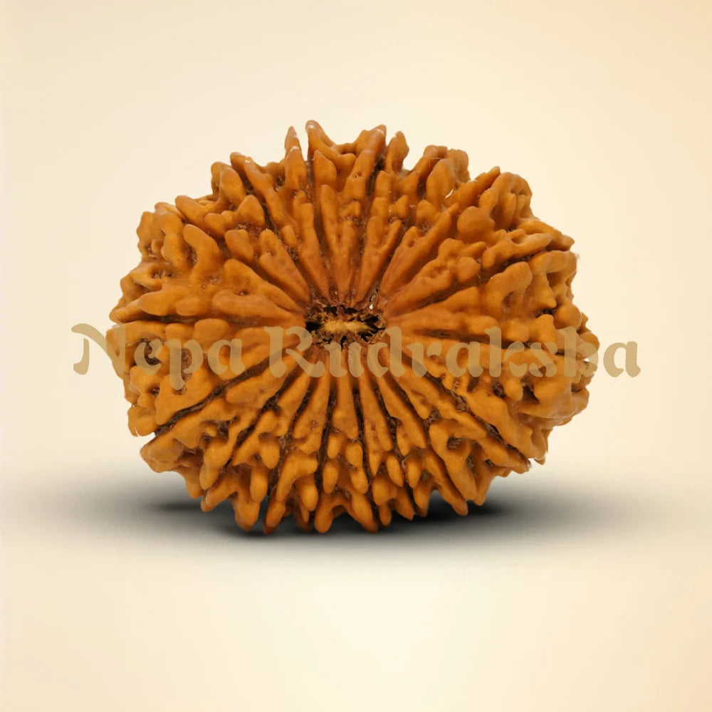 17 Mukhi Rudraksha 36.22mm