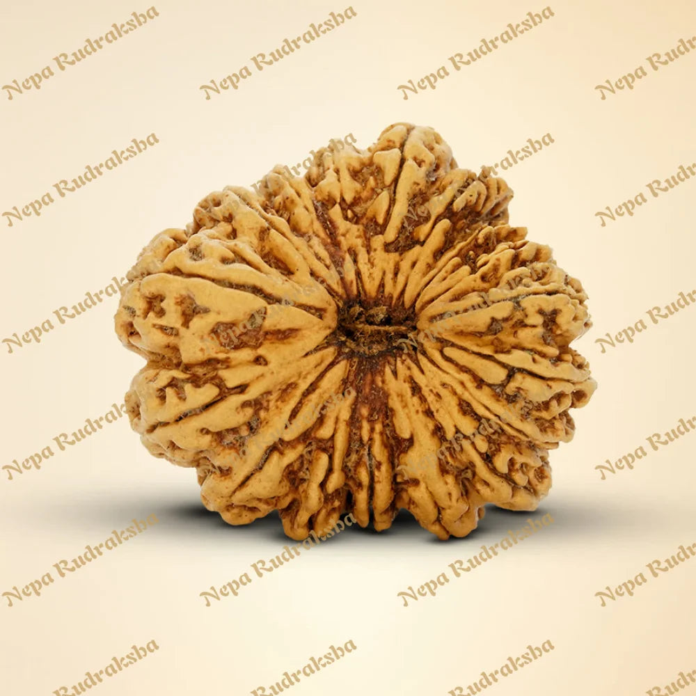 17 Mukhi Rudraksha 39.8mm