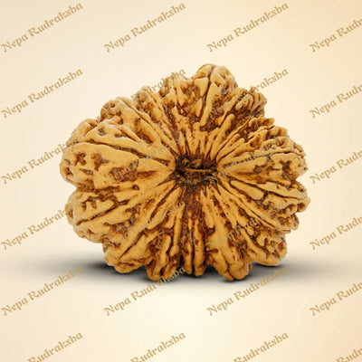 17 Mukhi Rudraksha 39.8mm