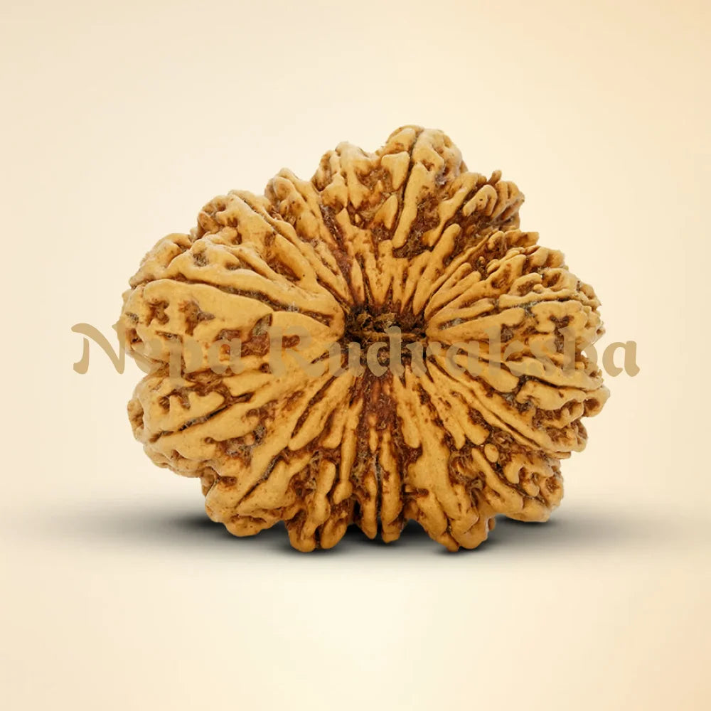17 Mukhi Rudraksha 39.8mm