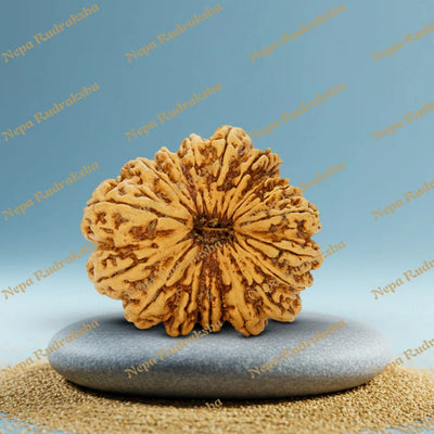 17 Mukhi Rudraksha 39.8mm