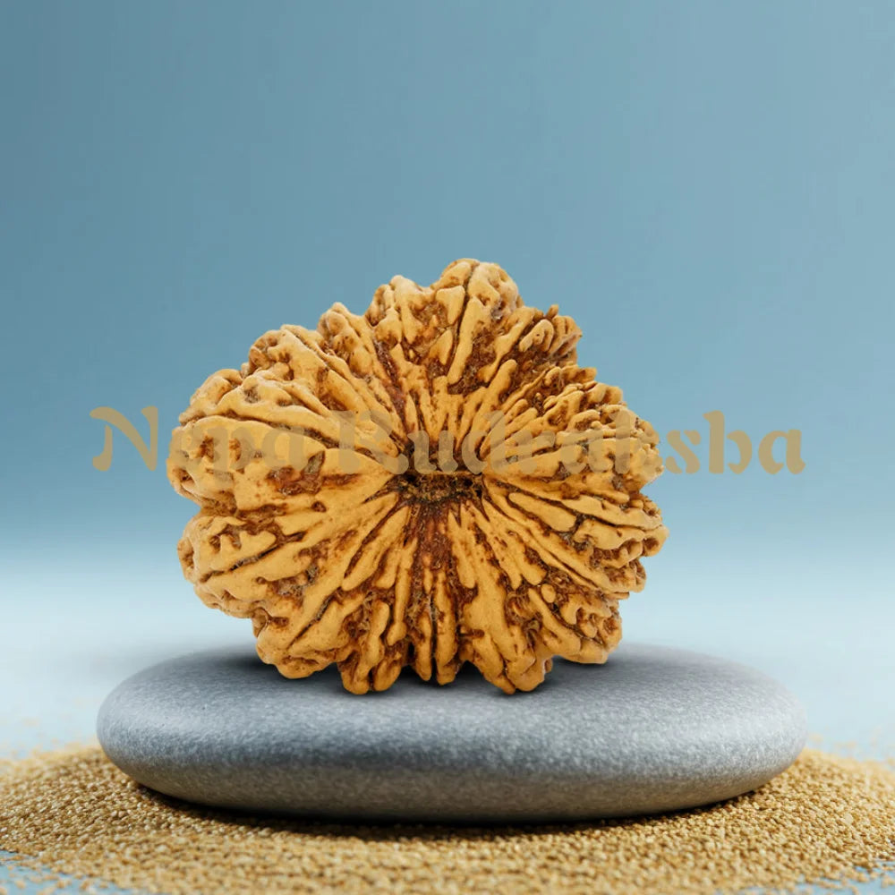 17 Mukhi Rudraksha 39.8mm
