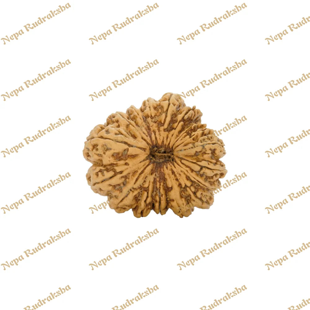17 Mukhi Rudraksha 39.8mm